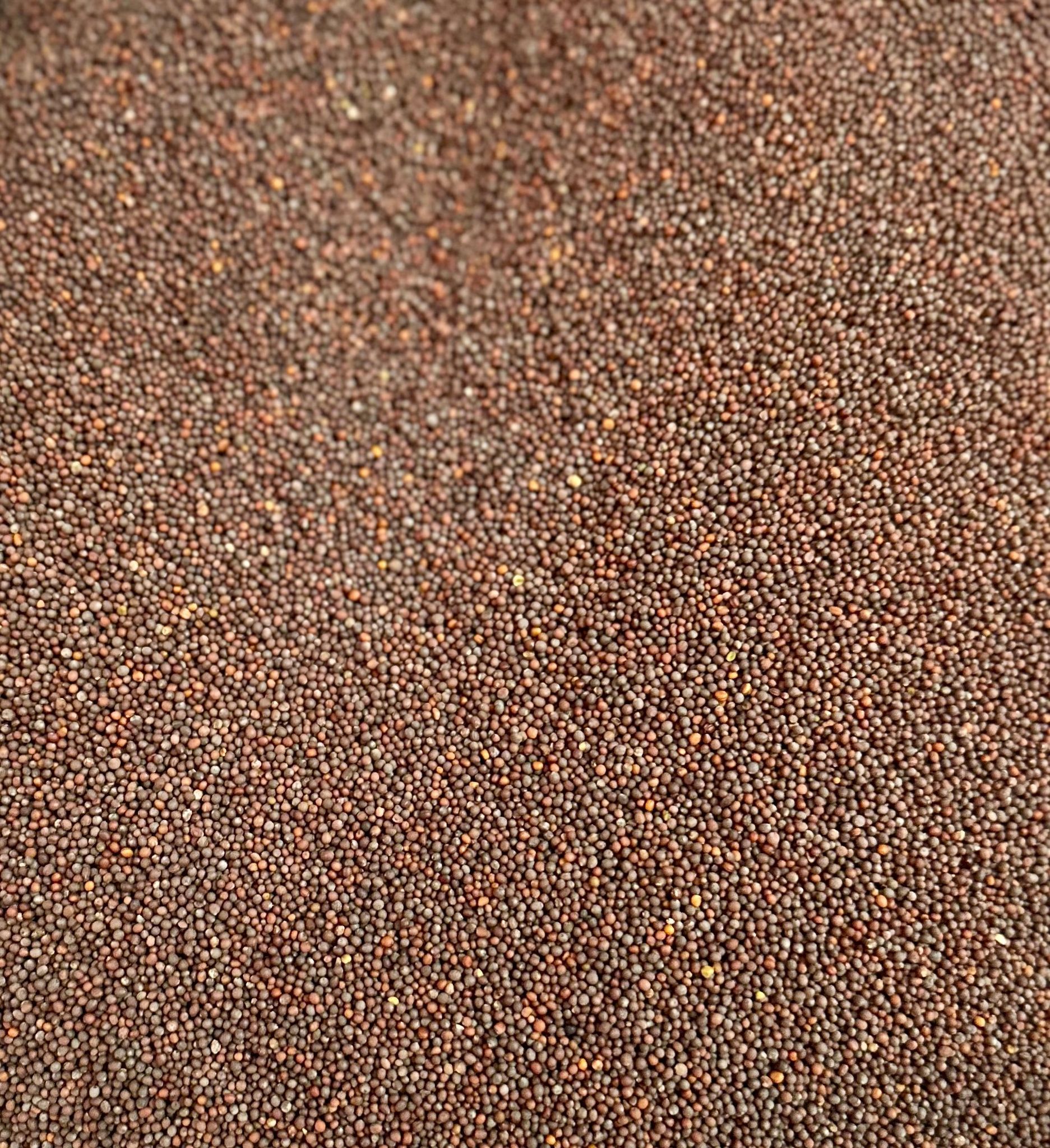 MUSTARD SEEDS BLACK SMALL 30Kg