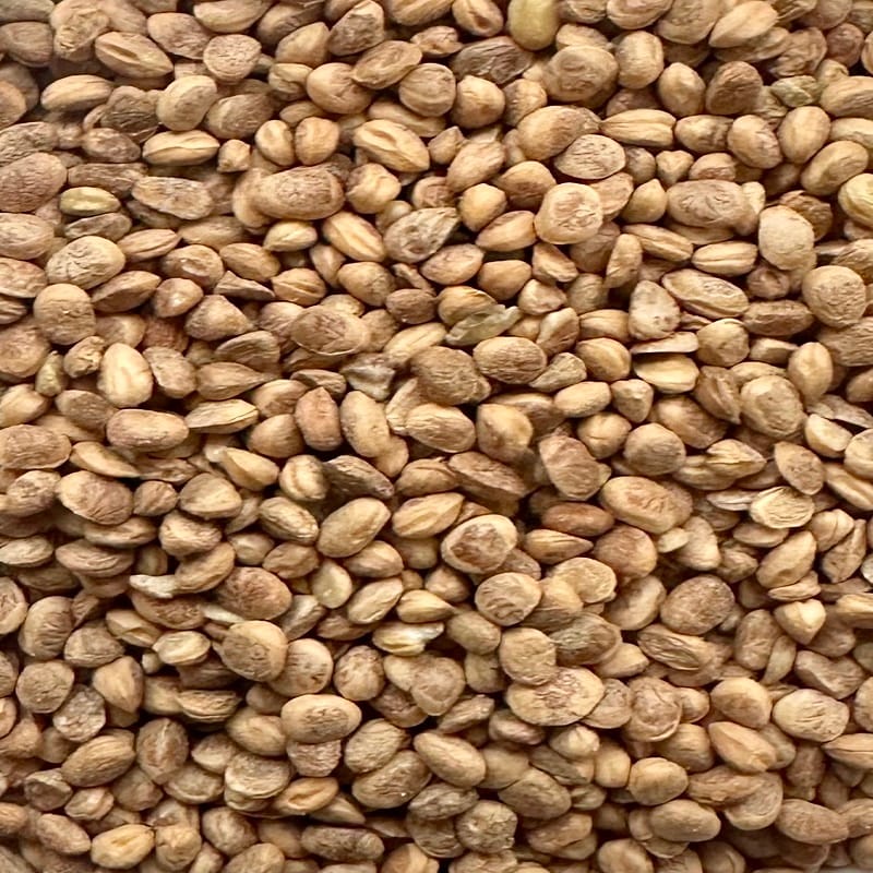 Chiranji Seeds Premium 100g X 25pcs