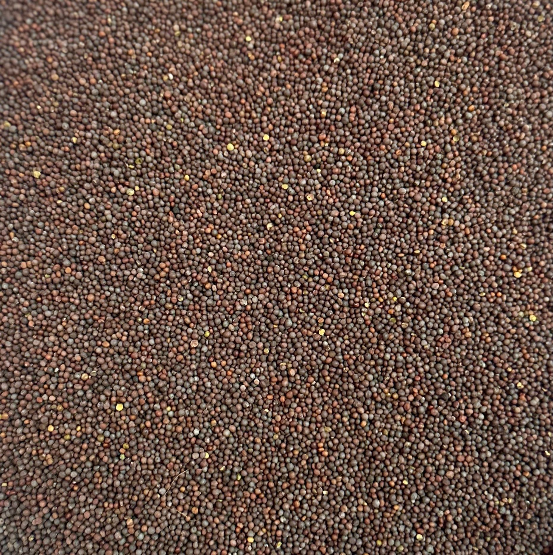 Mustard Big Premium Black 250g X 10pcs